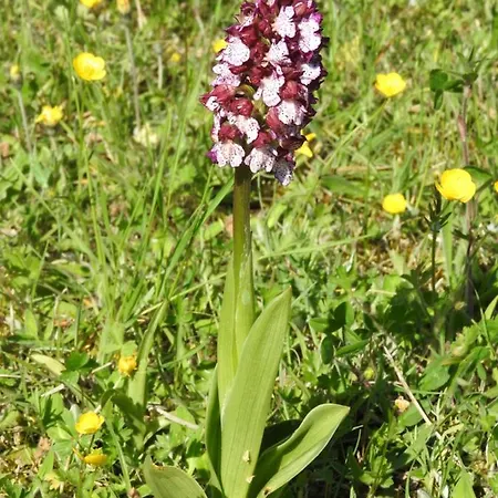 D'hotes La Dame Fines B&B