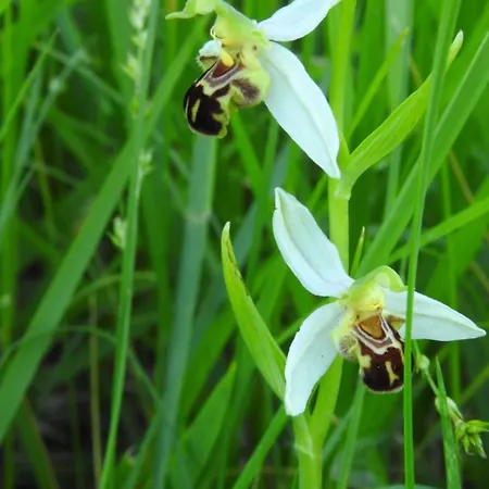 B&B D'hotes La Dame Fines Puybegon