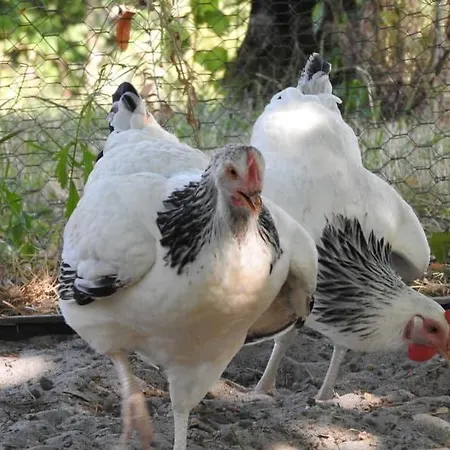 D'hotes La Dame Fines B&B Puybegon